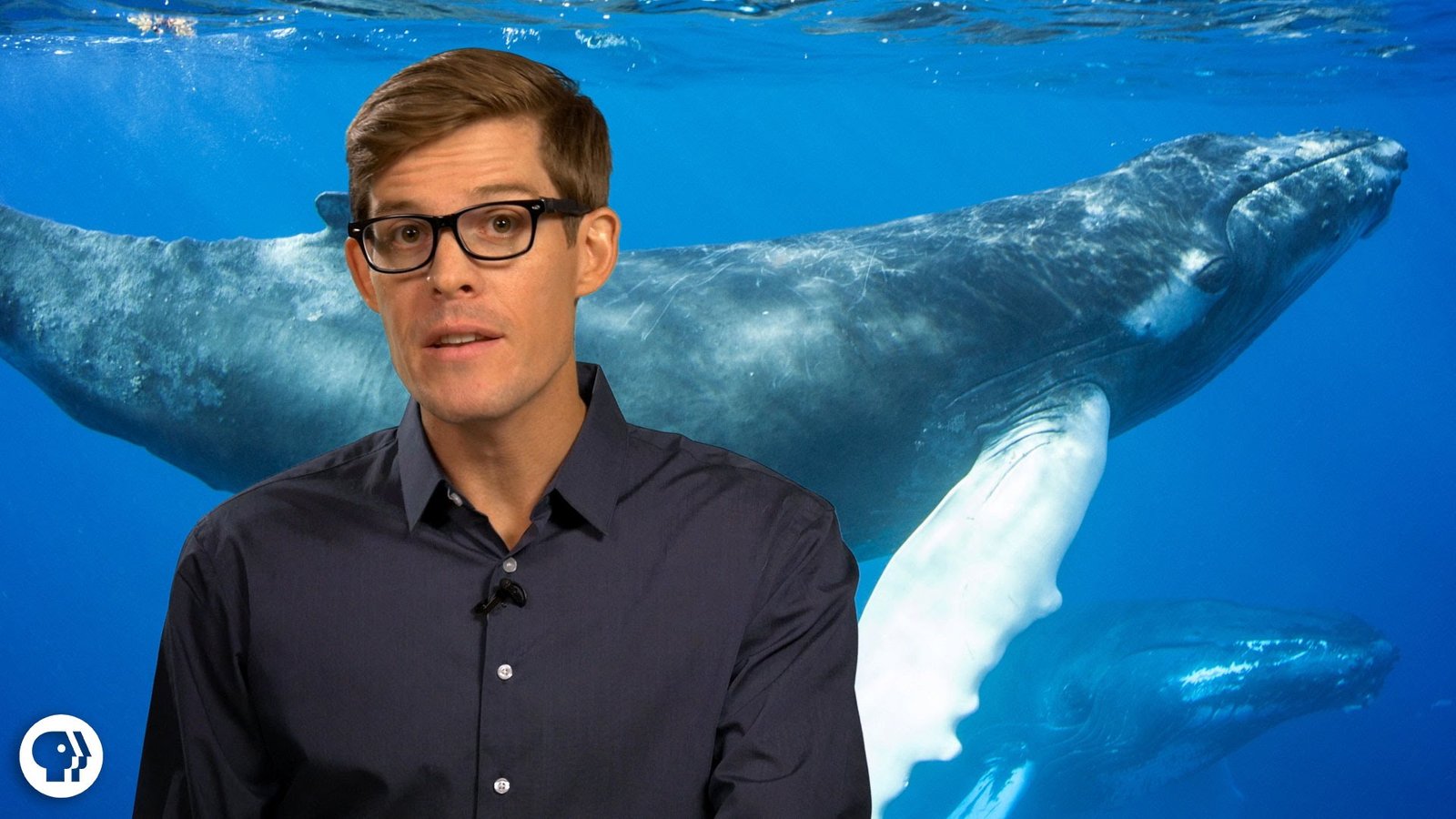 Amazing Stories of Whales Amazing Stories of Whales