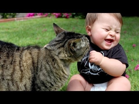 Funny cats.. every cat has its day ! Funny cats.. every cat has its day !
