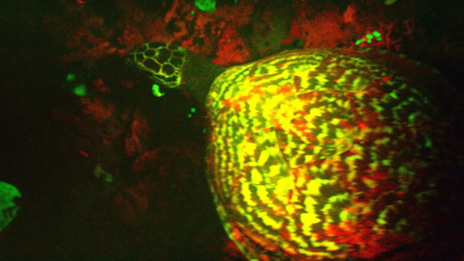 “Glowing” Sea Turtle Discovered “Glowing” Sea Turtle Discovered