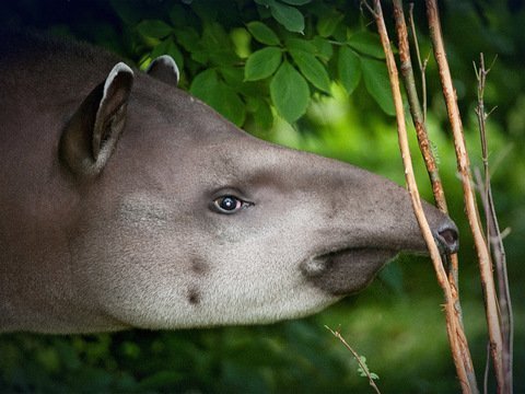 In efforts to save this coolest Animal on the Planet ? In efforts to save this coolest Animal on the Planet ?